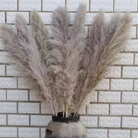 Wholesale Pampas Dried Natural Faux Tall Pampas Grass White