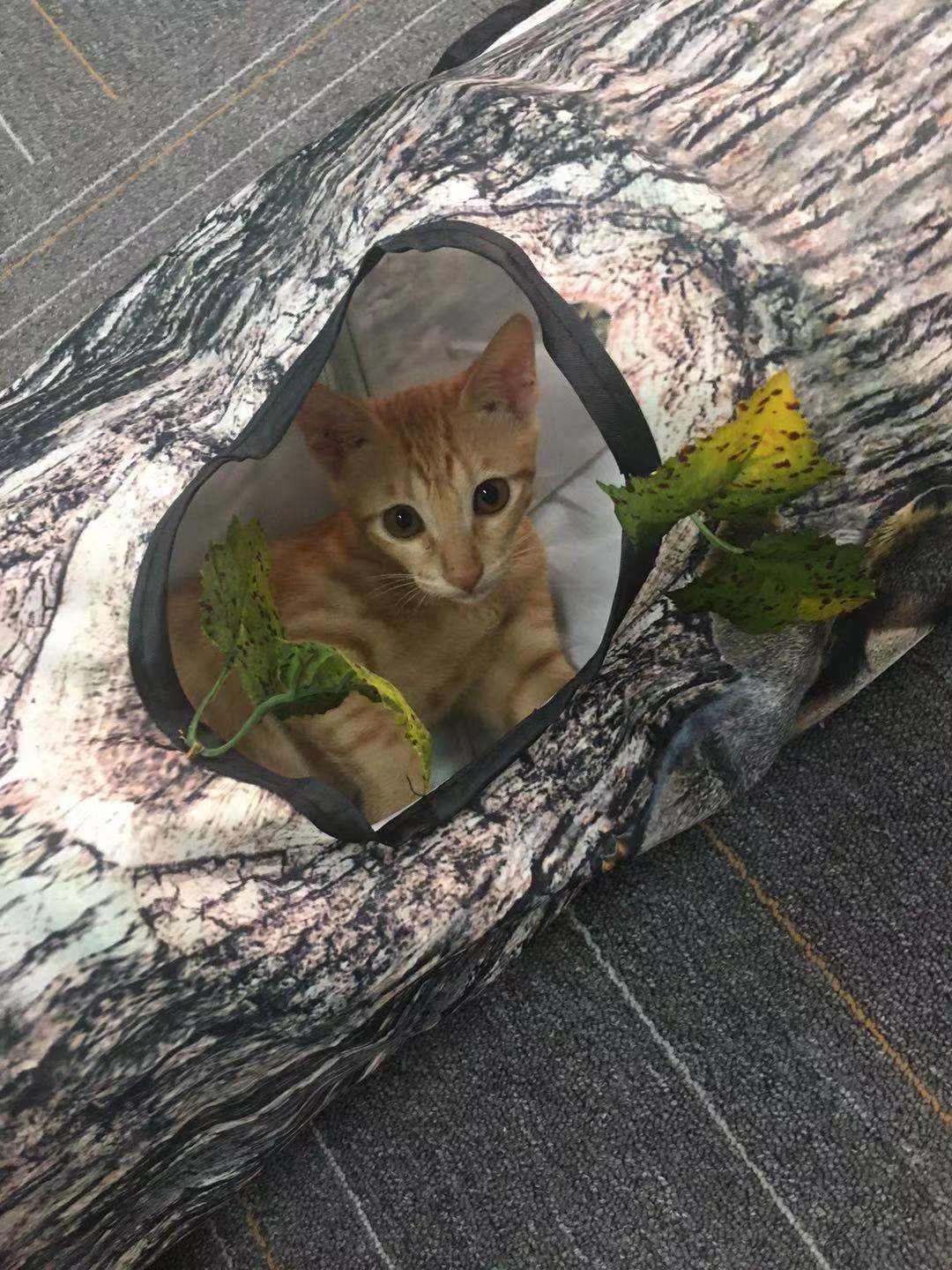 KFX-3893949 Creative Tree Pattern Cat Tunnel - 150cm Polyester Cloth with Three Channels for Cats and Dogs